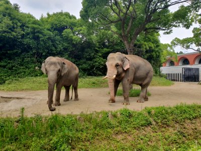 Elephants at Zoorasia photo