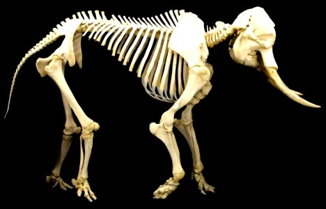 Elephant skeleton photo