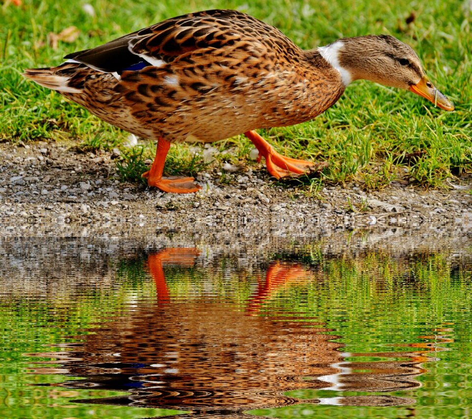 Mirroring poultry plumage