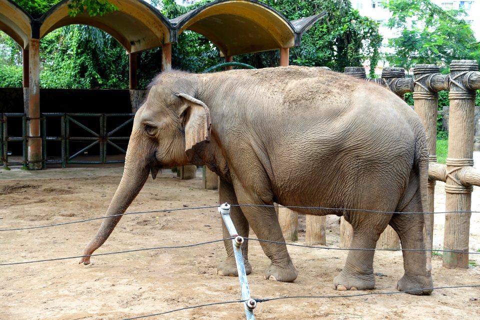 Elephas maximus - Saigon Zoo and Botanical Gardens - Ho Chi Minh City, Vietnam - DSC01317