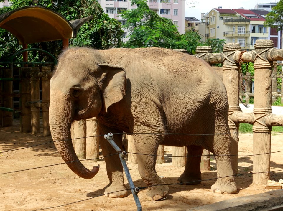 Elephas maximus - Saigon Zoo and Botanical Gardens - Ho Chi Minh City, Vietnam - DSC01321