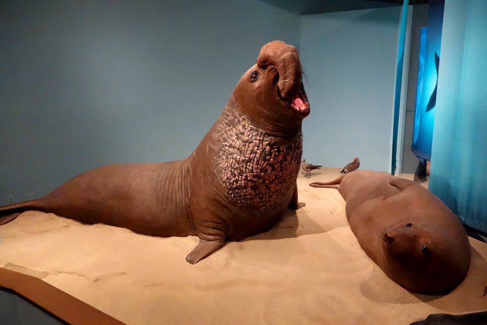Elephant seal replicas - Oakland Museum of California - DSC05287