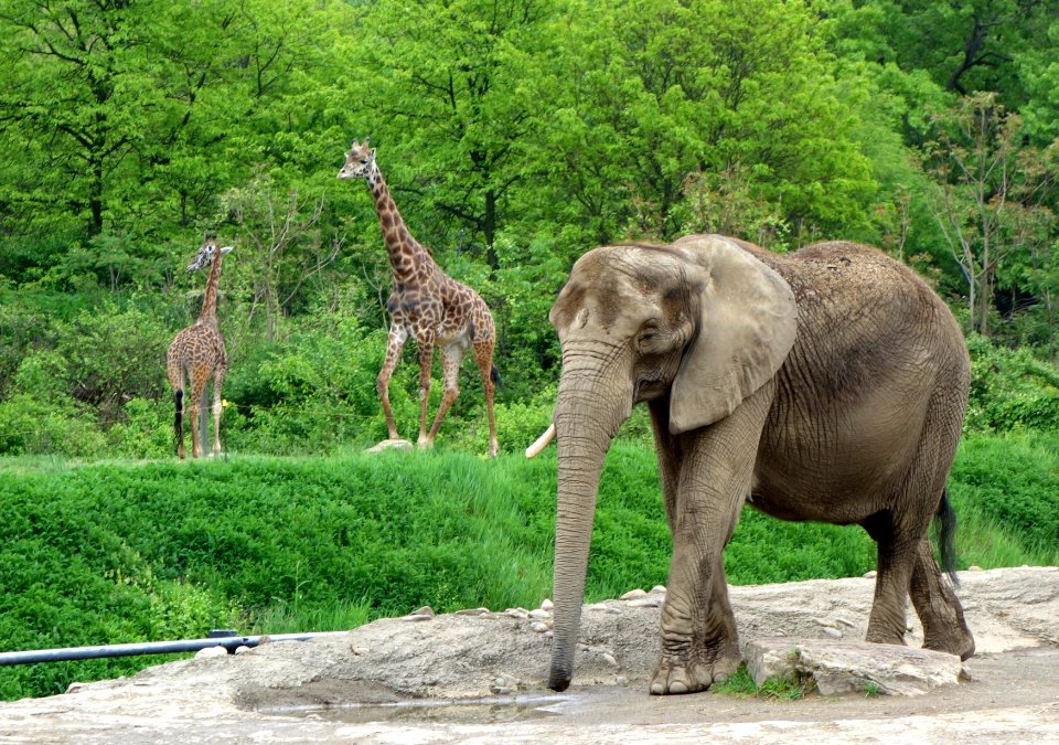 Elephants - Pittsburgh Zoo - DSC02592