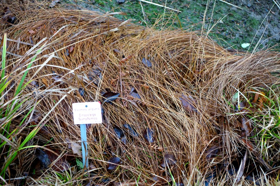 Eleocharis uniglumis - Botanischer Garten, Dresden, Germany - DSC08758