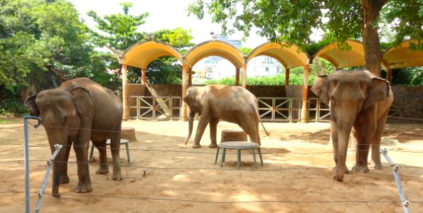 Elephas maximus - Saigon Zoo and Botanical Gardens - Ho Chi Minh City, Vietnam - DSC01324