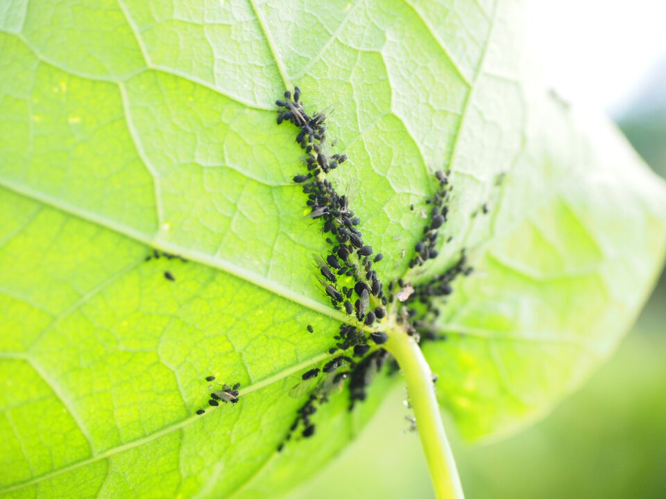 Aphids aphidoidea plant lice