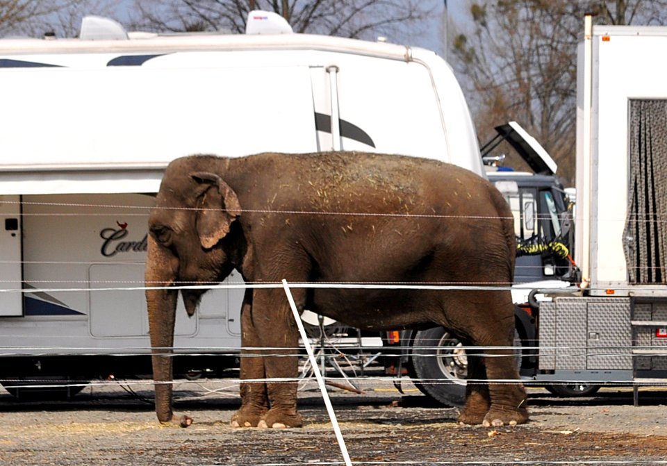 Elefant-Zirkus-Charles-Knie-01