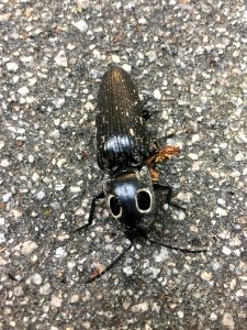 Eastern Eyed Click Beetle Durham NC