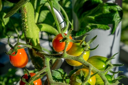 Summer vegetables food
