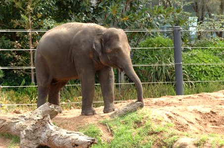 Elephant-Melbourne-Zoo-20070224-066