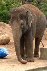 Elephant-Melbourne-Zoo-20070224-063