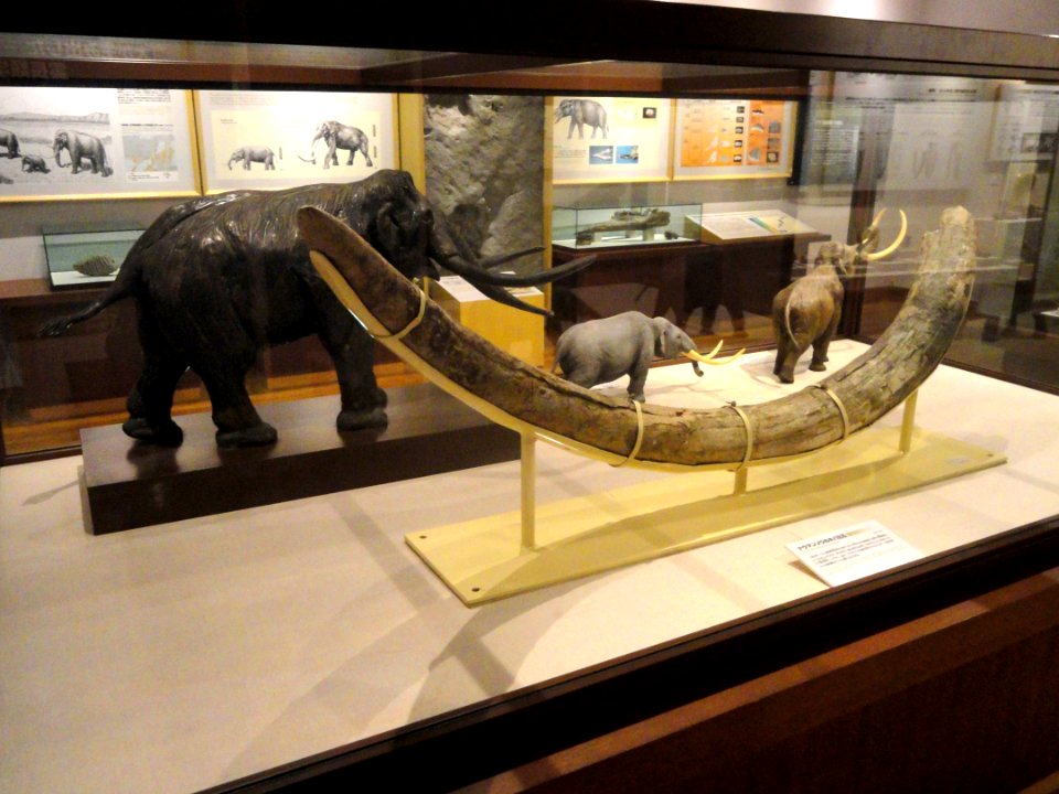 Elephas naumanni tusks - Kyoto University Museum - DSC06423