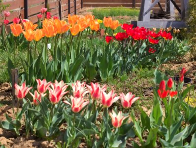 Early-to-mid tulips May 10 2015