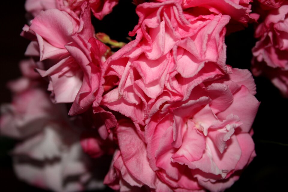 Flower rosa rough