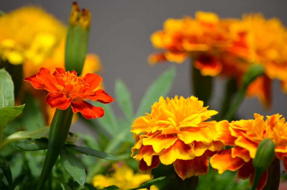 Orange garden blossom