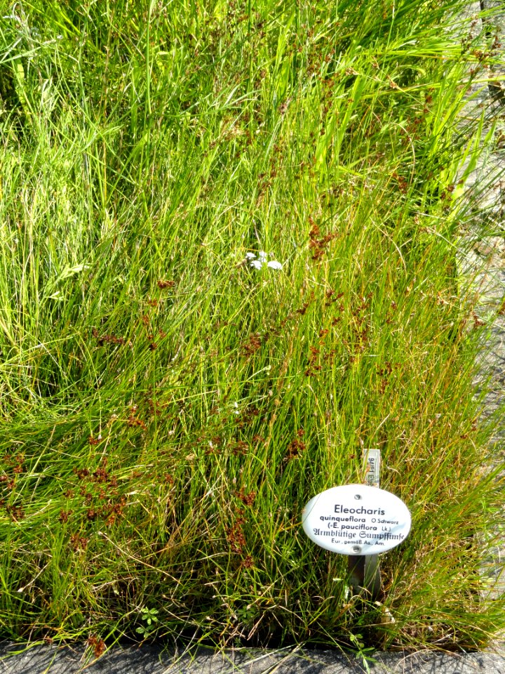 Eleocharis quinqueflora - Botanischer Garten, Frankfurt am Main - DSC03240