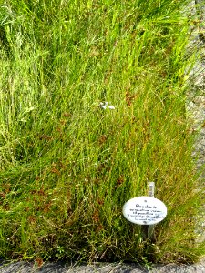 Eleocharis quinqueflora - Botanischer Garten, Frankfurt am Main - DSC03240