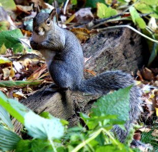 Eastern gray squirrel (Sciurus carolinensis)2