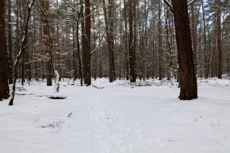 East of the Spandauer Forst with snow 2021-02-10 34