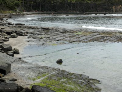 Eaglehawk Neck tessellated pavement 20201115-018