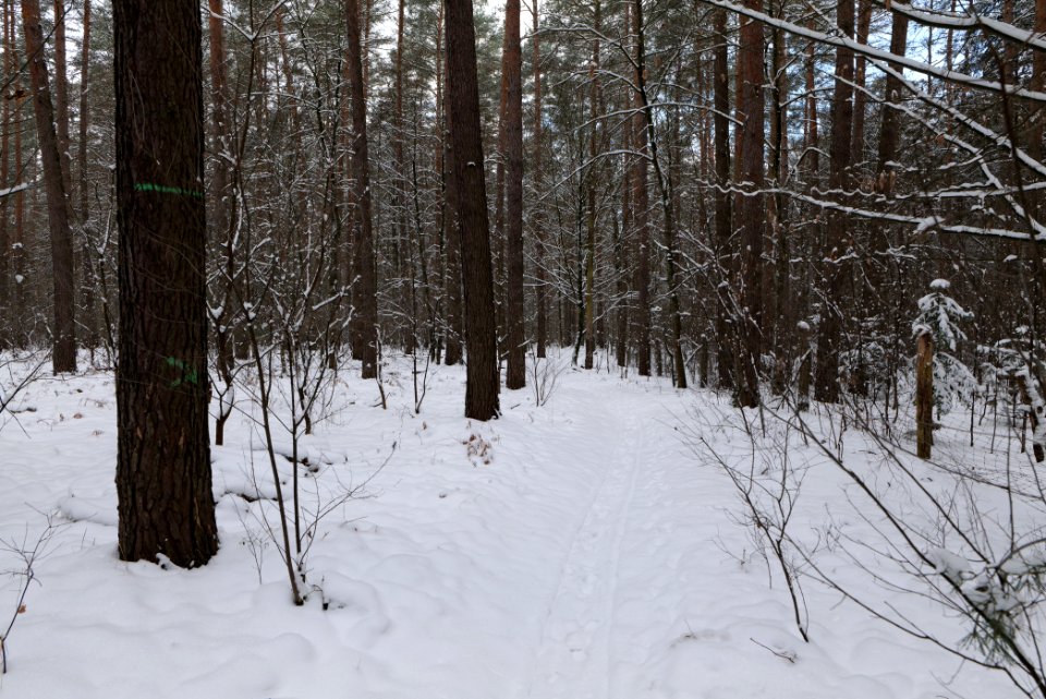 East of the Spandauer Forst with snow 2021-02-10 30