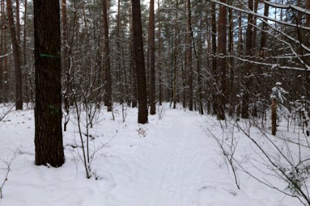 East of the Spandauer Forst with snow 2021-02-10 30