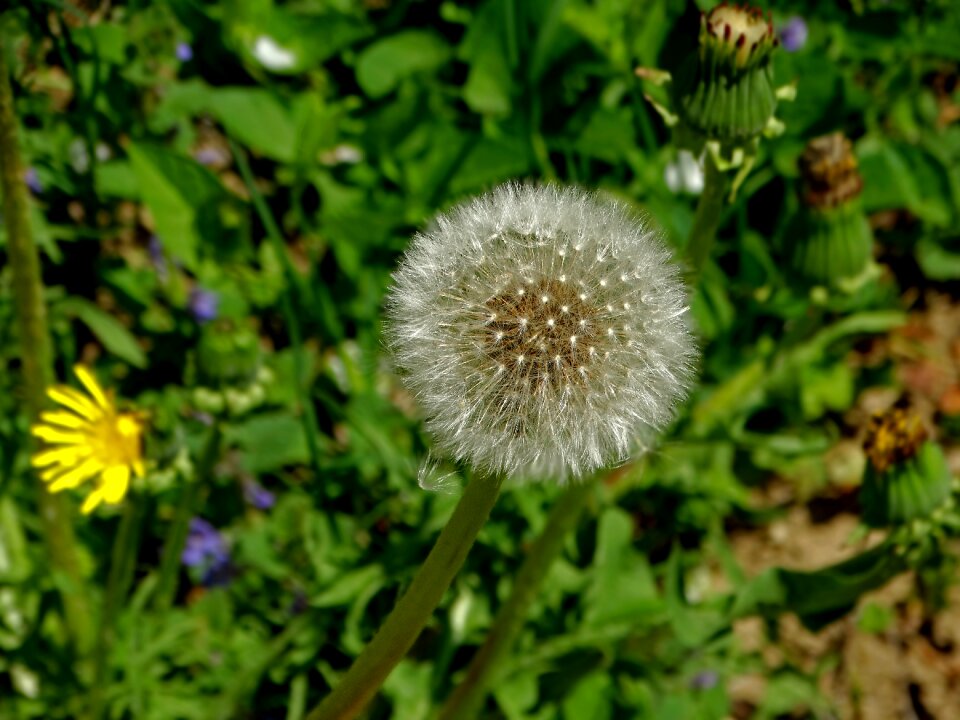 Flower spring fluffy