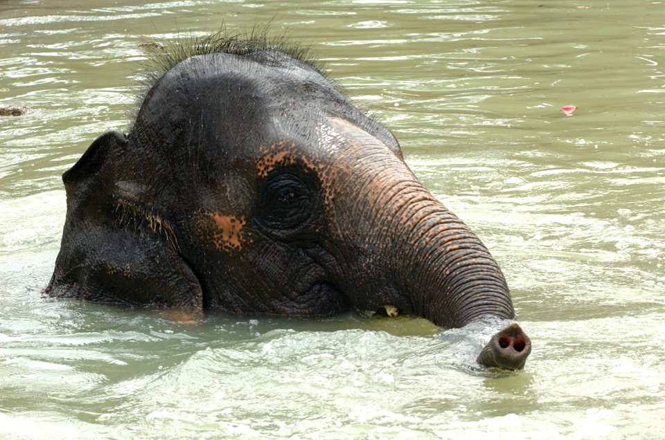 Elephant-Melbourne-Zoo-20070224-064
