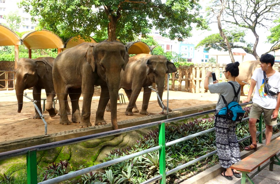 Elephas maximus - Saigon Zoo and Botanical Gardens - Ho Chi Minh City, Vietnam - DSC01327