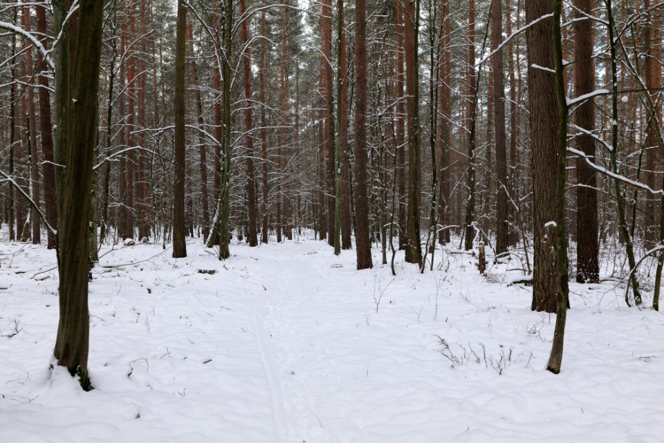 East of the Spandauer Forst with snow 2021-02-10 33