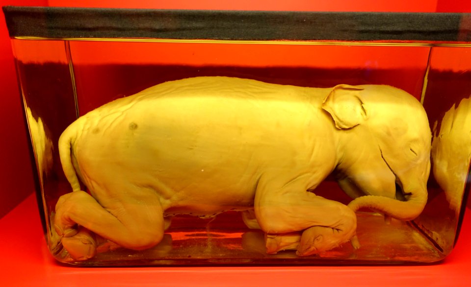 Elephas maximus embryo, c. 1780 AD - Naturhistorisches Museum, Braunschweig, Germany - DSC05002