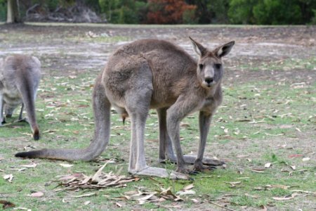 Eastern Grey Kangaroo on Golf Course photo