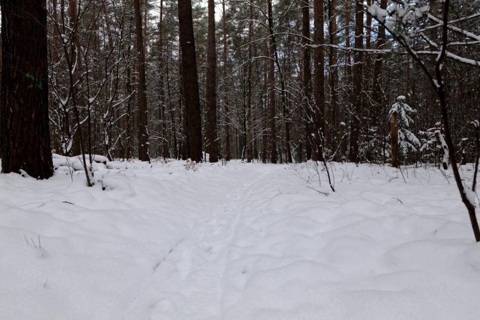 East of the Spandauer Forst with snow 2021-02-10 29