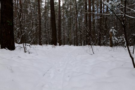 East of the Spandauer Forst with snow 2021-02-10 29