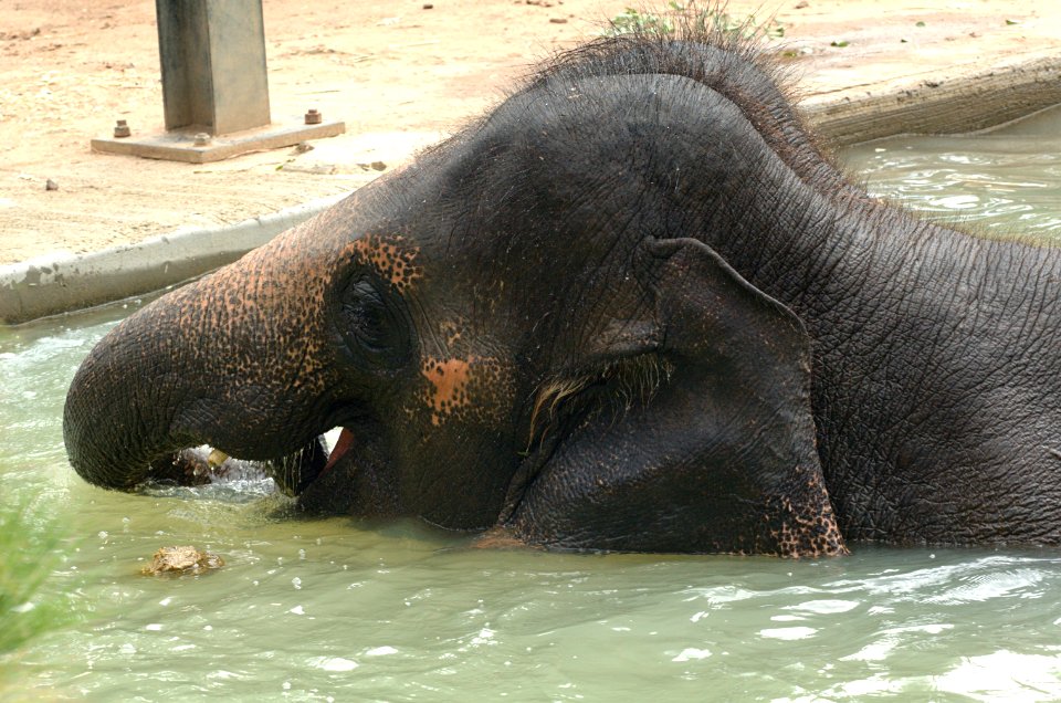 Elephant-Melbourne-Zoo-20070224-062