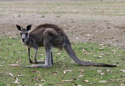 Eastern gray kangaroo Macropus giganteus photo