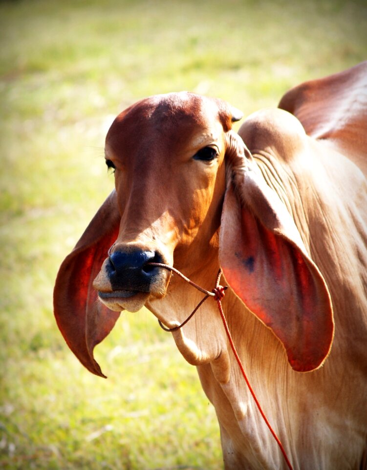 Isolated snout agriculture