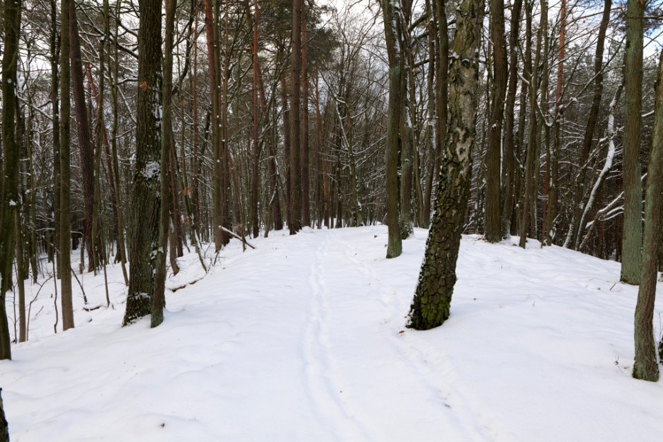 East of the Spandauer Forst with snow 2021-02-10 02