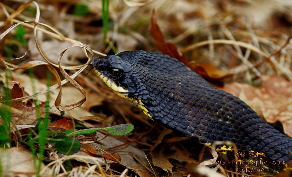 Eastern Hognose (223069165)