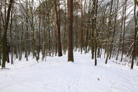 East of the Spandauer Forst with snow 2021-02-10 04