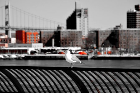 East River (62242133)