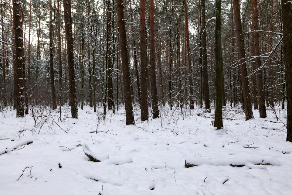 East of the Spandauer Forst with snow 2021-02-10 32