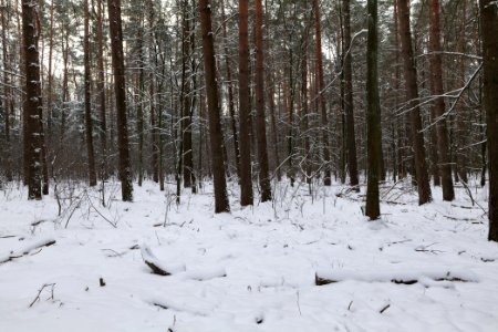 East of the Spandauer Forst with snow 2021-02-10 32