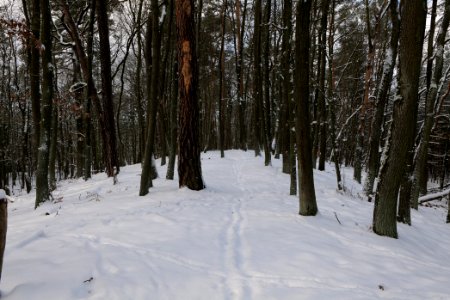 East of the Spandauer Forst with snow 2021-02-10 05