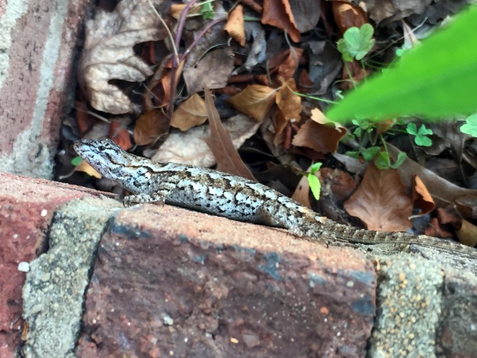 Eastern Fence Lizard Durham NC