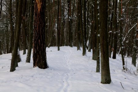East of the Spandauer Forst with snow 2021-02-10 06