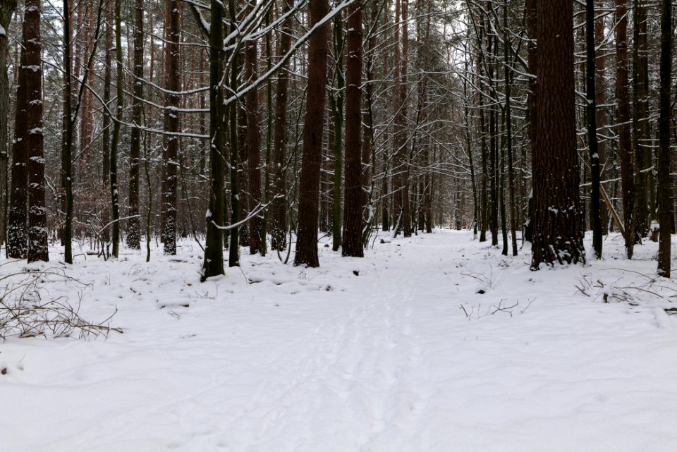 East of the Spandauer Forst with snow 2021-02-10 36