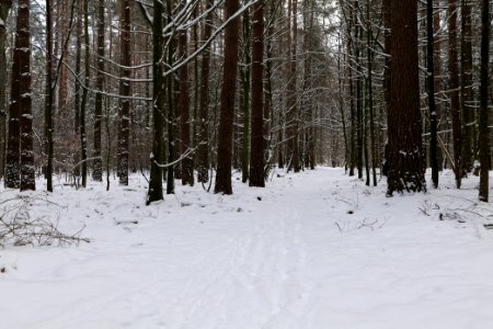 East of the Spandauer Forst with snow 2021-02-10 36