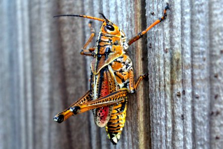 Eastern Lubber Grasshopper (258758523) photo