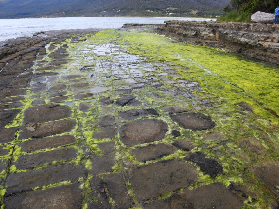 Eaglehawk Neck tessellated pavement 20201115-020